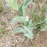 Large beardtongue (Penstemon grandiflorus)-i