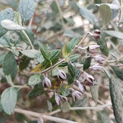 Shrubby germander (Teucrium fruticans)-i