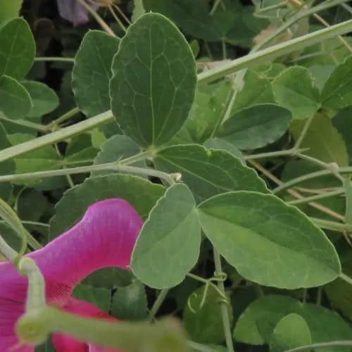 スイートピー (Lathyrus odoratus)-i