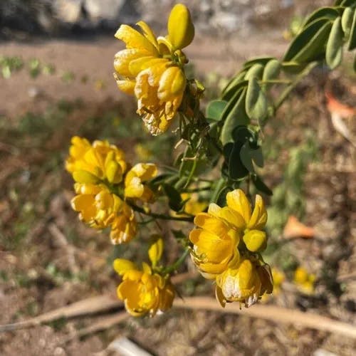 Rambling cassia (Senna bicapsularis)-i