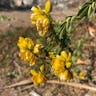 Rambling cassia (Senna bicapsularis)-i