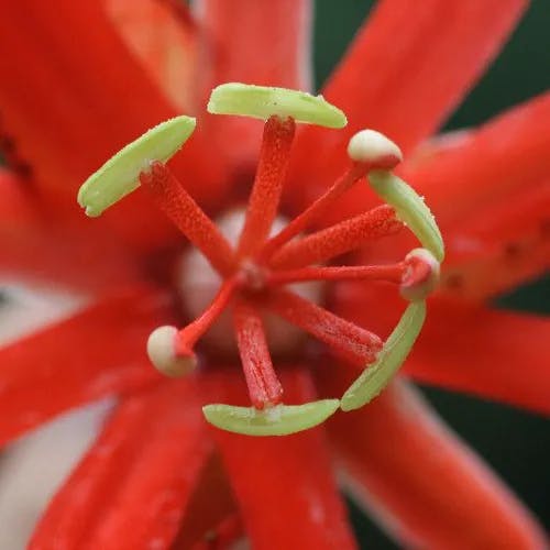 ブラジルトケイソウ（伯剌西爾時計草） (Passiflora coccinea)-i