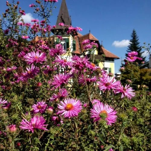 ネバリノギク（粘野菊） (Symphyotrichum novae-angliae)-i