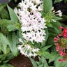 クササンタンカ（草山丹花） (Pentas lanceolata)-i