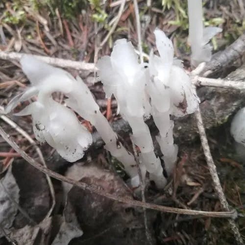 ギンリョウソウモドキ（銀龍草擬） (Monotropa uniflora)-i