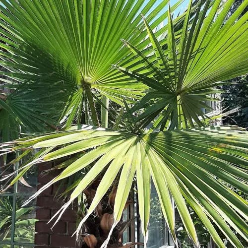 ワシントンヤシ（華盛頓椰子） (Washingtonia filifera)-i