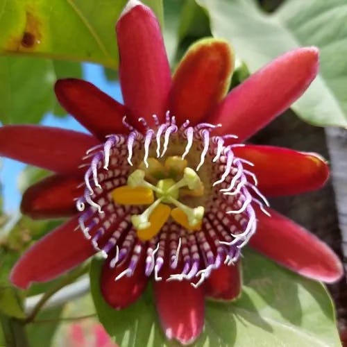 Wingstem passionflower (Passiflora alata)-i