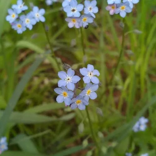 エゾムラサキ（蝦夷紫） (Myosotis sylvatica)-i