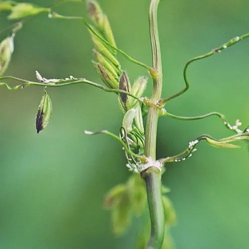 エゾノサヤヌカグサ（蝦夷鞘糠草） (Leersia oryzoides)-i