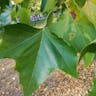 アメリカスズカケノキ（亜米利加鈴懸木） (Platanus occidentalis)-i