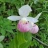 Queen lady's-slipper (Cypripedium reginae)-i