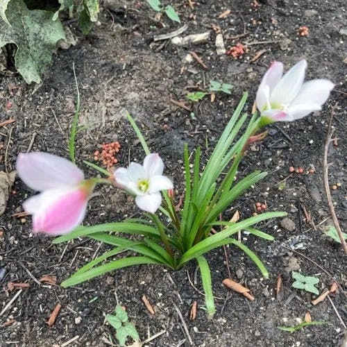 Pink rain lily (Zephyranthes minuta)-i