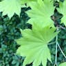 オオイタヤメイゲツ（大板屋名月） (Acer shirasawanum)-i