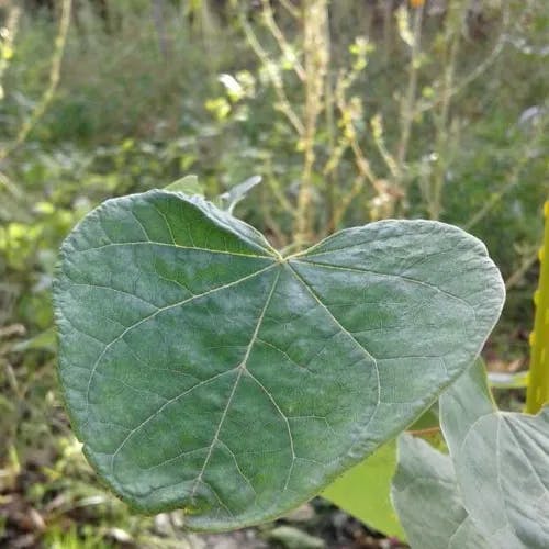 アメリカハナズオウ（亜米利加花蘇芳） (Cercis canadensis)-i