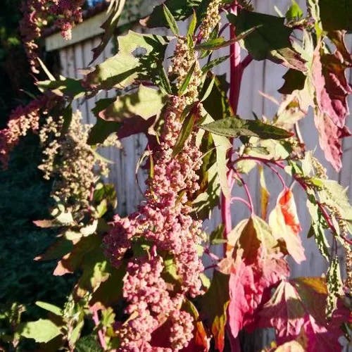 キノア (Chenopodium quinoa)-i