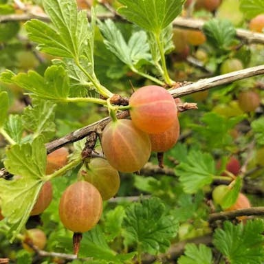 European gooseberry