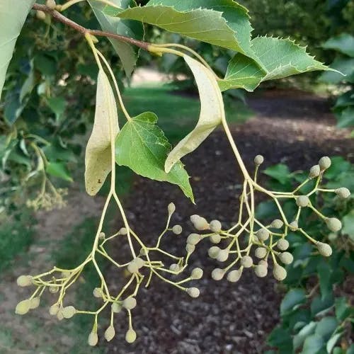 シナノキ（科木） (Tilia japonica)-i