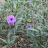 ヤナギバルイラソウ（栁葉ルイラ草） (Ruellia simplex)-i