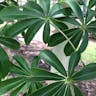 White silk cottontree (Ceiba pentandra)-i