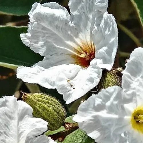 Mexican-olive (Cordia boissieri)-i