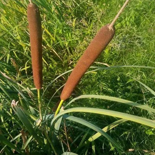 ガマ（蒲） (Typha latifolia)-i