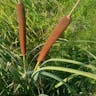 ガマ（蒲） (Typha latifolia)-i