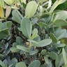 Button mangrove (Conocarpus erectus)-i
