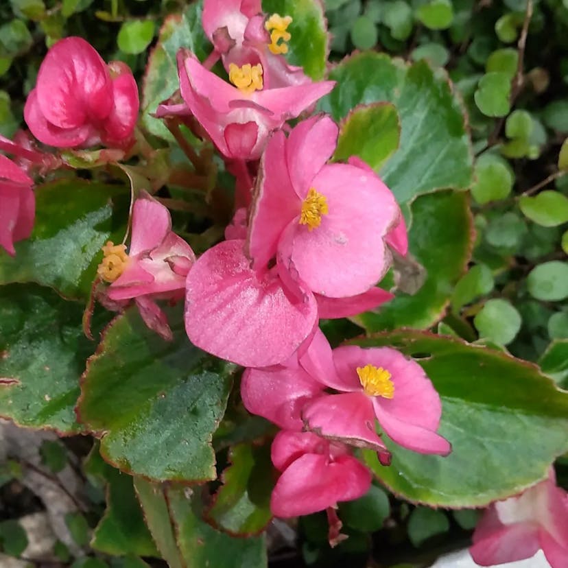 シキザキベゴニア（四季咲きベゴニア） (Begonia cucullata)-i