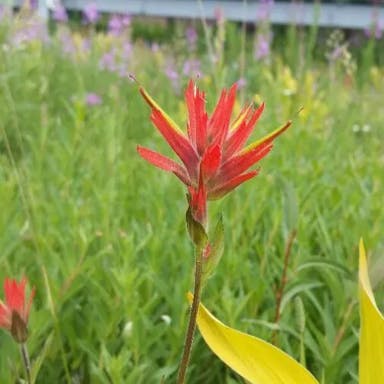 Scarlet paintbrush