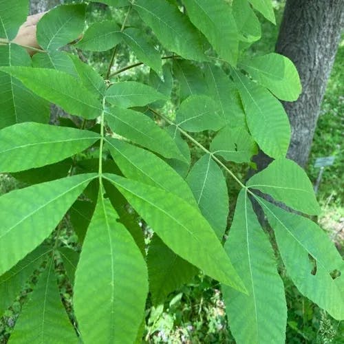 Bitternut (Carya cordiformis)-i