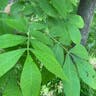 Bitternut (Carya cordiformis)-i