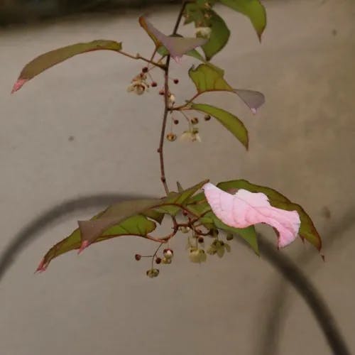 ミヤママタタビ（深山木天蓼） (Actinidia kolomikta)-i