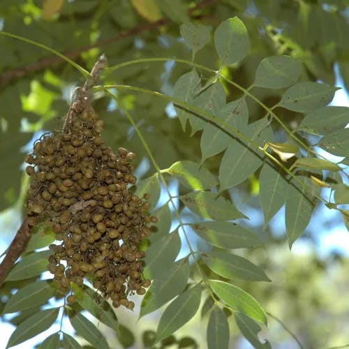 ハゼ (Toxicodendron succedaneum)-i