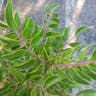 Evergreen sumac (Rhus virens)-i