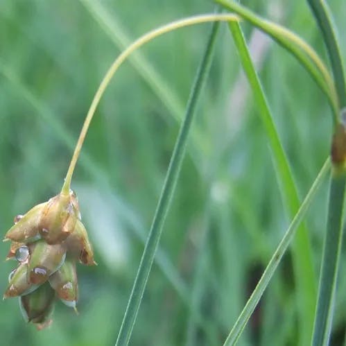 ヤチスゲ（谷地菅） (Carex limosa)-i