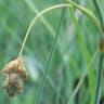 ヤチスゲ（谷地菅） (Carex limosa)-i