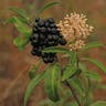 Marlberry (Ardisia escallonioides)-i