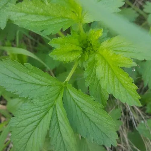 エゾノミツモトソウ（蝦夷水源草） (Potentilla norvegica)-i