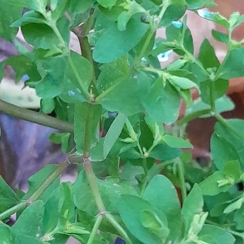 チャボタイゲキ（矮鶏大戟） (Euphorbia peplus)-i