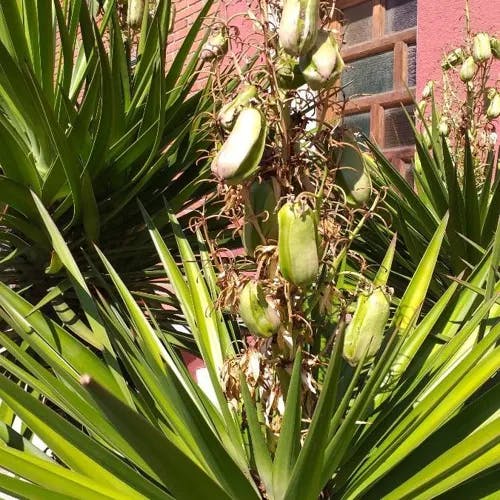 センジュラン（千寿蘭） (Yucca aloifolia)-i