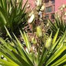 センジュラン（千寿蘭） (Yucca aloifolia)-i