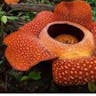 ラフレシア (Rafflesia arnoldii)-i