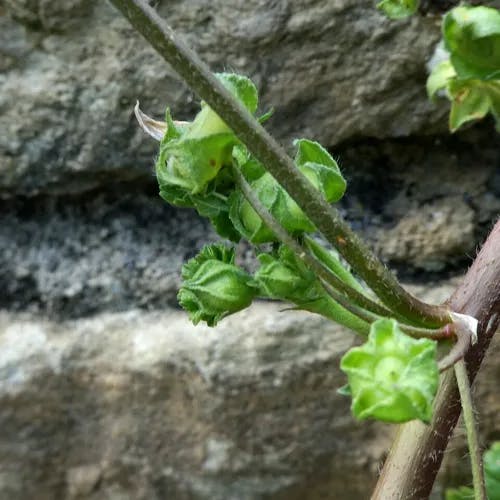 ゼニバアオイ（銭葉葵） (Malva neglecta)-i