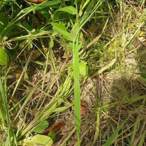 ナギナタガヤ（薙刀茅） (Vulpia myuros)-i