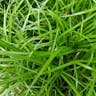 Muskingum sedge (Carex muskingumensis)-i