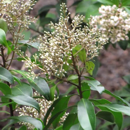 Marlberry (Ardisia escallonioides)-i