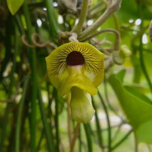 オオバウマノスズクサ（大葉馬鈴草） (Aristolochia kaempferi)-i