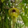 オオバウマノスズクサ（大葉馬鈴草） (Aristolochia kaempferi)-i