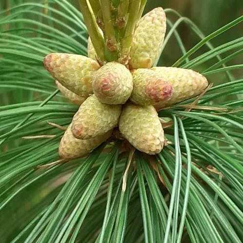 Bhutan pine (Pinus wallichiana)-i