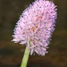 Swamp-pink (Helonias bullata)-i